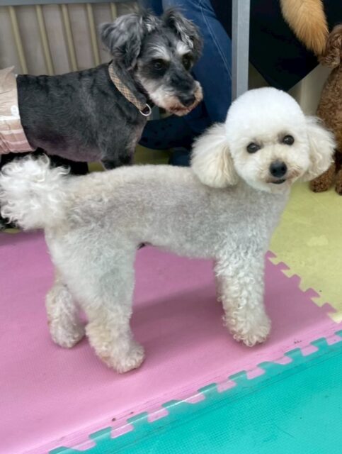 こむぎちゃん🐶
スタッフにあまえたり、小さい子たちに遊びに誘われていたりしていました☺️
カットやお手入れも頑張っていました🙌
🐾🐶愛犬のお悩みご相談ください🐶🐾
@kenkohmura_official
 ↑フォロー待ってます↑

〒955-0091 新潟県三条市上須頃大割４２８−１
☎︎ 0256-35-2571
✉️ info@kenkohmura.jp
HP: https://kenkohmura.jp
LINE: https://lin.ee/7LIz5sb

#犬幸村#犬の幼稚園 #吠える噛む #犬のしつけ #トイレ
 トイプードル トイプードル可愛い トイプードルだいすき