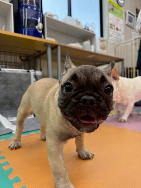 幼稚園体験に来てくれました🐶
本日は3頭来てくれました！
フレンチブルドッグちゃんはすごくフレンドリーな子で楽しそうに走り回ったり遊んでいました✨
⁡
黒柴ちゃんはチャリーちゃんと激しくおしゃべりしたり、緊張しながらも頑張っていました😄
⁡
ヨークシャーテリアちゃんは明るい子でププちゃんと遊んだりスタッフに甘えたりしていました😆
🐾🐶愛犬のお悩みご相談ください🐶🐾
@kenkohmura_official
 ↑フォロー待ってます↑

〒955-0091 新潟県三条市上須頃大割４２８−１
☎︎ 0256-35-2571
✉️ info@kenkohmura.jp
HP: https://kenkohmura.jp
LINE: https://lin.ee/7LIz5sb

#犬幸村#犬の幼稚園 #吠える噛む #犬のしつけ #トイレ
 フレンチブルドッグ フレンチブルドッグ可愛い 黒柴 黒柴だいすき ヨークシャーテリア ヨークシャーテリア可愛い
