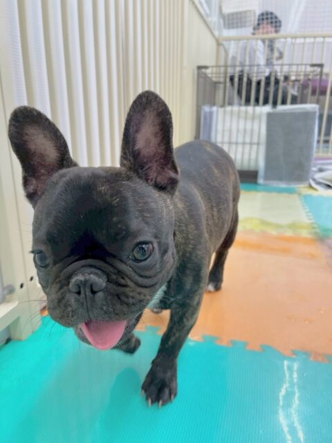 くうちゃん🐶
本日はププちゃんやペリーちゃん、ぽん太達と走り回ったり激しいワンプロを仕掛けあったりして楽しそうに過ごしていました🤭

🐾🐶愛犬のお悩みご相談ください🐶🐾
@kenkohmura_official
 ↑フォロー待ってます↑

〒955-0091 新潟県三条市上須頃大割４２８−１
☎︎ 0256-35-2571
✉️ info@kenkohmura.jp
HP: https://kenkohmura.jp
LINE: https://lin.ee/7LIz5sb

#犬幸村#犬の幼稚園 #吠える、噛む #犬のしつけ #トイレ
フレブルフレブル可愛いフレブル大好きフレブル倶楽部