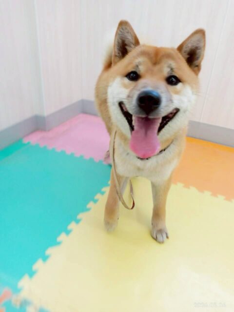 チャリーちゃん🐶
今日はのりまきちゃんや寅丸ちゃんとおしゃべりをしたり、お店のスタンダードプードルちゃん達と追いかけっこをしていました😊
お散歩ではルンルンでとても楽しそうでした😆

🐾🐶愛犬のお悩みご相談ください🐶🐾
@kenkohmura_official
 ↑フォロー待ってます↑

〒955-0091 新潟県三条市上須頃大割４２８−１
☎︎ 0256-35-2571
✉️ info@kenkohmura.jp
HP: https://kenkohmura.jp
LINE: https://lin.ee/7LIz5sb

#犬幸村#犬の幼稚園 #吠える、噛む #犬のしつけ #トイレ
柴犬　柴　しば