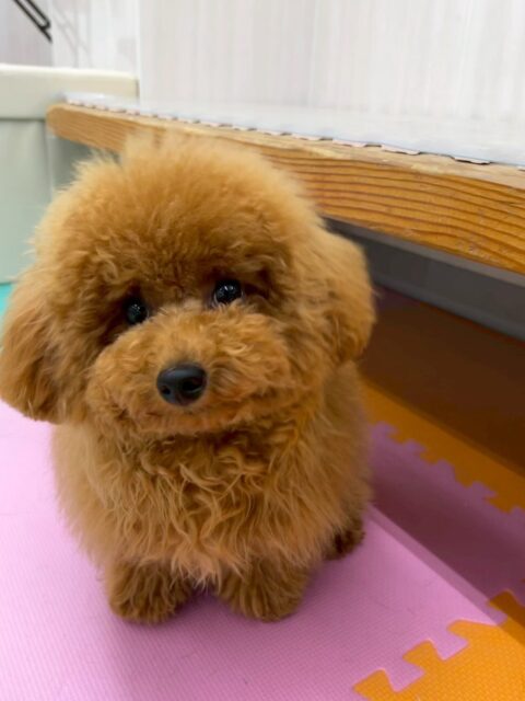 ププちゃん🐶
本日はふうちゃんやモカちゃん達とみんなで走り回ったり、ワンプロを楽しんだりして1日を過ごしていました🤭
みんなで楽しんで過ごせていたのでよかったです👍

🐾🐶愛犬のお悩みご相談ください🐶🐾
@kenkohmura_official
 ↑フォロー待ってます↑

〒955-0091 新潟県三条市上須頃大割４２８−１
☎︎ 0256-35-2571
✉️ info@kenkohmura.jp
HP: https://kenkohmura.jp
LINE: https://lin.ee/7LIz5sb

#犬幸村#犬の幼稚園 #吠える、噛む #犬のしつけ #トイレ
トイプートイプー可愛いトイプー大好きトイプー倶楽部トイプー可愛すぎる