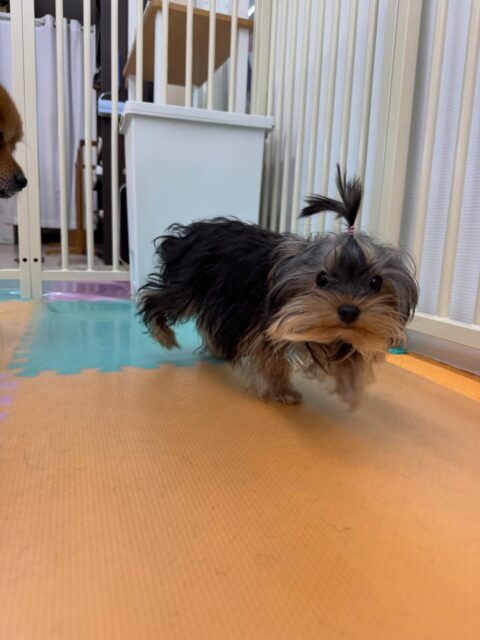 初来園のクッキーちゃん🐶
本日は幼稚園体験に来てくれた子達やププちゃん、スタッフやボランティアの方達と楽しく遊んだり、ワンプロを仕掛けあったりして楽しそうに過ごしていました🤭

🐾🐶愛犬のお悩みご相談ください🐶🐾
@kenkohmura_official
 ↑フォロー待ってます↑

〒955-0091 新潟県三条市上須頃大割４２８−１
☎︎ 0256-35-2571
✉️ info@kenkohmura.jp
HP: https://kenkohmura.jp
LINE: https://lin.ee/7LIz5sb

#犬幸村#犬の幼稚園 #吠える、噛む #犬のしつけ #トイレ
ヨーキーヨーキー可愛いヨーキー大好きヨーキー倶楽部