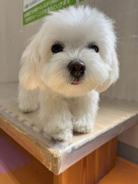 むくちゃん🐶
本日も可愛いツーショット‼️大好きなやん丸やベンと遊んだり、お腹を出したりしてコミュニケーションをとっていました🤭

🐾🐶愛犬のお悩みご相談ください🐶🐾
@kenkohmura_official
 ↑フォロー待ってます↑

〒955-0091 新潟県三条市上須頃大割４２８−１
☎︎ 0256-35-2571
✉️ info@kenkohmura.jp
HP: https://kenkohmura.jp
LINE: https://lin.ee/7LIz5sb

#犬幸村#犬の幼稚園 #吠える、噛む #犬のしつけ #トイレ
ミックスミックス犬ミックス犬可愛いミックス犬大好きミックス犬倶楽部