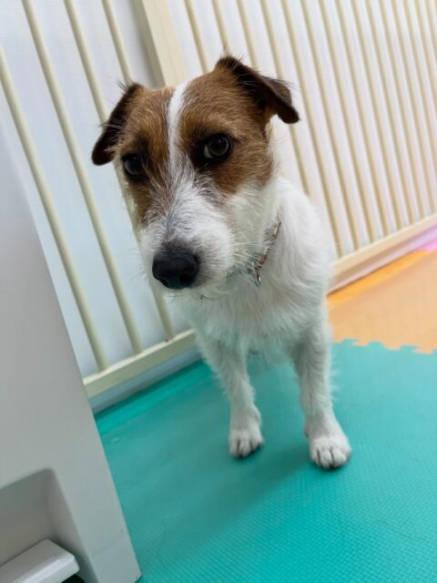 マロンちゃん🐶
ベンに叱られていたり、ピピちゃんが気になったみたいで追いかけていました😁
プラッキング上手にさせてくれていました👏
🐾🐶愛犬のお悩みご相談ください🐶🐾
@kenkohmura_official
 ↑フォロー待ってます↑

〒955-0091 新潟県三条市上須頃大割４２８−１
☎︎ 0256-35-2571
✉️ info@kenkohmura.jp
HP: https://kenkohmura.jp
LINE: https://lin.ee/7LIz5sb

#犬幸村#犬の幼稚園 #吠える噛む #犬のしつけ #トイレ
 ジャックラッセルテリア ジャックラッセルテリア可愛い ジャックラッセルテリア大好き