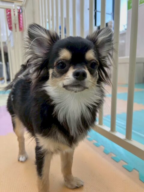 きりまるちゃん＆まろちゃん🐶
本日から歯磨きトレーニングを開始しました‼️2頭とも歯磨き上手にやらせてくれたのでこの白い歯をキープできる様にお家でも頑張って歯磨きしましょう✊

園内でまろちゃんはゴロー丸ちゃんやビビちゃん達と固まってチームチワワで一緒にいました🤭

きりまるちゃんはコタローちゃんと激しくお話し合いをしたりして過ごしていました🤣