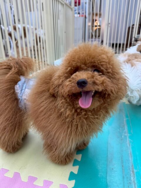 ププちゃん🐶
今日はモカちゃんやポン太ちゃんとプロレスごっこや追いかけっこをして楽しそうでした😊
最近はやきもち焼きになってきたのかスタッフが他の子を触ると「僕を触ってよー！」と寄ってくる姿が可愛かったです💗

🐾🐶愛犬のお悩みご相談ください🐶🐾
@kenkohmura_official
 ↑フォロー待ってます↑

〒955-0091 新潟県三条市上須頃大割４２８−１
☎︎ 0256-35-2571
✉️ info@kenkohmura.jp
HP: https://kenkohmura.jp
LINE: https://lin.ee/7LIz5sb

#犬幸村#犬の幼稚園 #吠える、噛む #犬のしつけ #トイレ
トイプードル　トイプー　といぷー