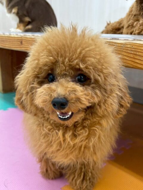 ププちゃん🐶
本日もニコペットのちびっ子達と走り回ったり、きりまるちゃんやモカちゃんの仲良しの子達と走り回ったり、みんなでワンプロを仕掛けあったりして楽しんでいました🤭

🐾🐶愛犬のお悩みご相談ください🐶🐾
@kenkohmura_official
 ↑フォロー待ってます↑

〒955-0091 新潟県三条市上須頃大割４２８−１
☎︎ 0256-35-2571
✉️ info@kenkohmura.jp
HP: https://kenkohmura.jp
LINE: https://lin.ee/7LIz5sb

#犬幸村#犬の幼稚園 #吠える、噛む #犬のしつけ #トイレ
トイプートイプー可愛いトイプー大好きトイプー倶楽部トイプー可愛いすぎる