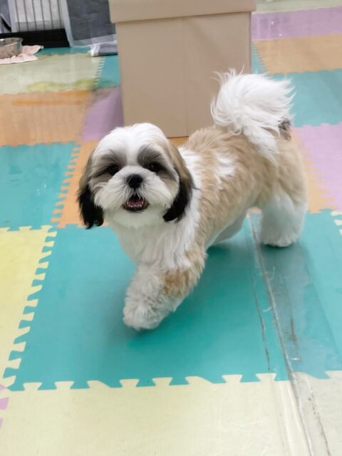 マルちゃん🐶
今日はモカちゃんやププちゃんと追いかけっこをしたり、こまめちゃんを遊びに誘ったりしていました😊
お手入れでは以前より落ち着いてできる時間が伸びてきました👏

🐾🐶愛犬のお悩みご相談ください🐶🐾
@kenkohmura_official
 ↑フォロー待ってます↑

〒955-0091 新潟県三条市上須頃大割４２８−１
☎︎ 0256-35-2571
✉️ info@kenkohmura.jp
HP: https://kenkohmura.jp
LINE: https://lin.ee/7LIz5sb

#犬幸村#犬の幼稚園 #吠える、噛む #犬のしつけ #トイレ
シーズー　しーずー　シーズーだいすき