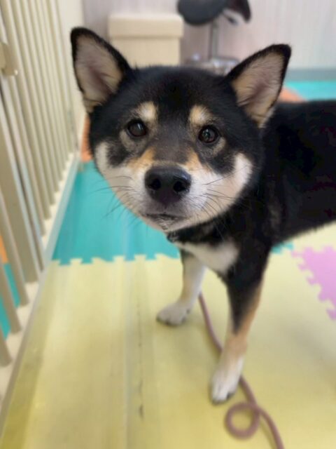 初来園のつむぎちゃん🐶
本日はヤンチャ組の子達と一緒にいる練習をしました‼️
最初は緊張して園内の入り口側から動けませんでしたがだんだん自分から匂いを嗅いだり、園内を歩き回れる様になっていました👍この調子で少しずつ頑張っていきましょう✊

🐾🐶愛犬のお悩みご相談ください🐶🐾
@kenkohmura_official
 ↑フォロー待ってます↑

〒955-0091 新潟県三条市上須頃大割４２８−１
☎︎ 0256-35-2571
✉️ info@kenkohmura.jp
HP: https://kenkohmura.jp
LINE: https://lin.ee/7LIz5sb

#犬幸村#犬の幼稚園 #吠える、噛む #犬のしつけ #トイレ
柴犬柴犬可愛い柴犬大好き柴犬倶楽部