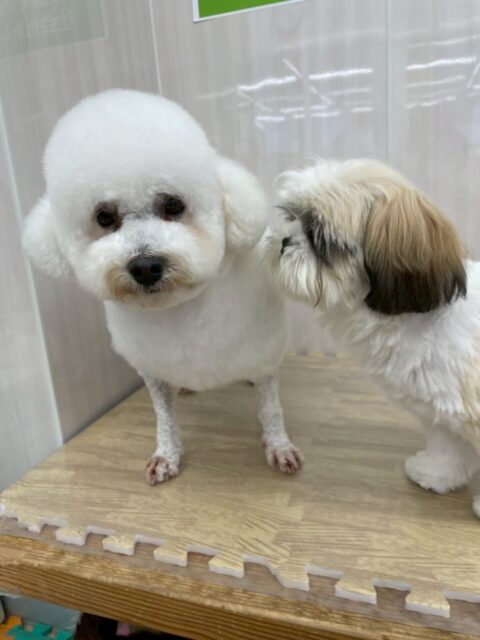 よもぎちゃん🐶
本日はやん丸やゴロー丸ちゃん、ぽん太と挨拶をしあったりしてコミュニケーションをとったり、スタッフに撫でて〜と可愛いすぎるアピールをして来てくれたりしてました😍

🐾🐶愛犬のお悩みご相談ください🐶🐾
@kenkohmura_official
 ↑フォロー待ってます↑

〒955-0091 新潟県三条市上須頃大割４２８−１
☎︎ 0256-35-2571
✉️ info@kenkohmura.jp
HP: https://kenkohmura.jp
LINE: https://lin.ee/7LIz5sb

#犬幸村#犬の幼稚園 #吠える、噛む #犬のしつけ #トイレ
ミックスミックス犬ミックス犬可愛いミックス犬大好きミックス犬倶楽部