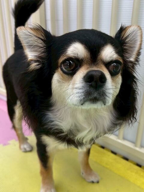 ゴロー丸ちゃん🐶
本日も、ニコペットのスタッフに抱っこをしてもらい人慣れトレーニング‼️もうだいぶ慣れっこになって来た様に感じました👍

園内ではまろちゃんやビビちゃん、きりまるちゃん達のチームチワワちゃん達と一緒に過ごしていました🤭

🐾🐶愛犬のお悩みご相談ください🐶🐾
@kenkohmura_official
 ↑フォロー待ってます↑

〒955-0091 新潟県三条市上須頃大割４２８−１
☎︎ 0256-35-2571
✉️ info@kenkohmura.jp
HP: https://kenkohmura.jp
LINE: https://lin.ee/7LIz5sb

#犬幸村#犬の幼稚園 #吠える、噛む #犬のしつけ #トイレ
チワワチワワ可愛いチワワ倶楽部チワワ可愛いすぎる