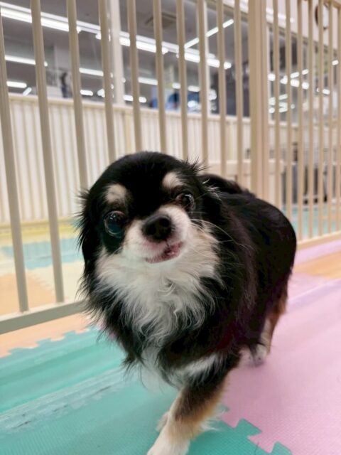 こまめちゃん🐶
今日はププちゃんやモカちゃんに匂いを嗅がれたりしていました☺️
スタッフが近寄ると嬉しそうに撫でられに来る姿が可愛かったです💗

🐾🐶愛犬のお悩みご相談ください🐶🐾
@kenkohmura_official
 ↑フォロー待ってます↑

〒955-0091 新潟県三条市上須頃大割４２８−１
☎︎ 0256-35-2571
✉️ info@kenkohmura.jp
HP: https://kenkohmura.jp
LINE: https://lin.ee/7LIz5sb

#犬幸村#犬の幼稚園 #吠える、噛む #犬のしつけ #トイレ
チワワ　ちわわ　チワワだいすき