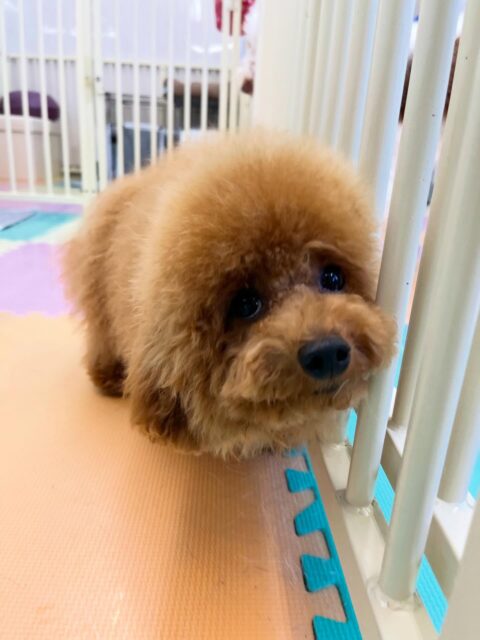 ププちゃん🐶
まるちゃんに遊びに誘われていました😁
お散歩トレーニングではルンルンで人が通り過ぎると構って〜とアピールしていました😊
🐾🐶愛犬のお悩みご相談ください🐶🐾
@kenkohmura_official
 ↑フォロー待ってます↑

〒955-0091 新潟県三条市上須頃大割４２８−１
☎︎ 0256-35-2571
✉️ info@kenkohmura.jp
HP: https://kenkohmura.jp
LINE: https://lin.ee/7LIz5sb

#犬幸村#犬の幼稚園 #吠える噛む #犬のしつけ #トイレ
 トイプードル トイプードル可愛い トイプードルだいすき