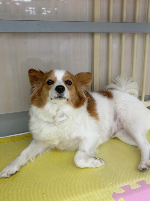 マロンちゃん🐶
本日はぽん太や、すけちゃん達とワンプロを仕掛けあったり、スタッフとの手遊びを楽しんだりして過ごしてくれました😍

🐾🐶愛犬のお悩みご相談ください🐶🐾
@kenkohmura_official
 ↑フォロー待ってます↑

〒955-0091 新潟県三条市上須頃大割４２８−１
☎︎ 0256-35-2571
✉️ info@kenkohmura.jp
HP: https://kenkohmura.jp
LINE: https://lin.ee/7LIz5sb

#犬幸村#犬の幼稚園 #吠える、噛む #犬のしつけ #トイレ
パピヨンパピヨン可愛いパピヨン大好きパピヨン倶楽部
