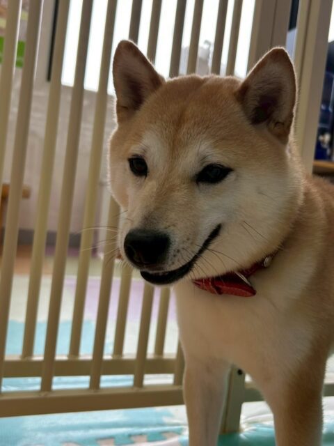 寅丸ちゃん🐶
北斗ちゃんや小珀ちゃんと激しくおしゃべりしていたり、ベンと挨拶していました😆
お散歩トレーニングやレーキング頑張っていました👏
🐾🐶愛犬のお悩みご相談ください🐶🐾
@kenkohmura_official
 ↑フォロー待ってます↑

〒955-0091 新潟県三条市上須頃大割４２８−１
☎︎ 0256-35-2571
✉️ info@kenkohmura.jp
HP: https://kenkohmura.jp
LINE: https://lin.ee/7LIz5sb

#犬幸村#犬の幼稚園 #吠える噛む #犬のしつけ #トイレ
 豆柴 豆柴可愛い 豆柴だいすき