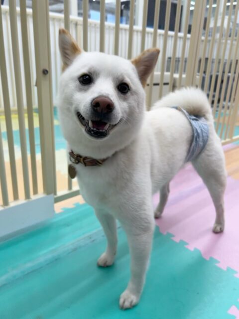 コハクちゃん🐶
まるちゃんやくうちゃんと走り回ったり、栗ちゃんとおしゃべりしていました😆
レーキングでは沢山毛が抜けて、お散歩トレーニングでは上手に歩いていました👏
⁡
歯磨きトレーニング開始して1年経過しました🦷🪥✨
歯磨き上手にさせてくれています！これからも頑張りましょう！
🐾🐶愛犬のお悩みご相談ください🐶🐾
@kenkohmura_official
 ↑フォロー待ってます↑

〒955-0091 新潟県三条市上須頃大割４２８−１
☎︎ 0256-35-2571
✉️ info@kenkohmura.jp
HP: https://kenkohmura.jp
LINE: https://lin.ee/7LIz5sb

#犬幸村#犬の幼稚園 #吠える噛む #犬のしつけ #トイレ
 柴犬 柴犬可愛い 柴犬大好き