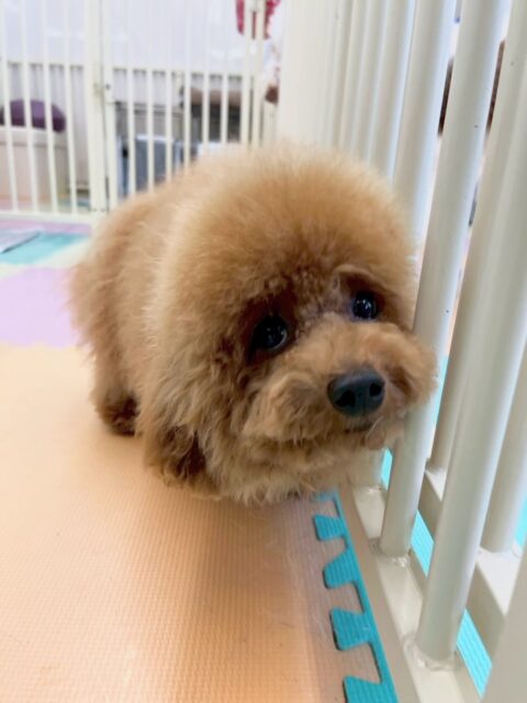 ププちゃん🐶
本日はコロンちゃんやボランティアできてくれたキルアちゃん達と楽しくワンプロを仕掛けあったり、上に乗っかりあいっこをしたりして楽しそうに過ごしていました🤭

🐾🐶愛犬のお悩みご相談ください🐶🐾
@kenkohmura_official
 ↑フォロー待ってます↑

〒955-0091 新潟県三条市上須頃大割４２８−１
☎︎ 0256-35-2571
✉️ info@kenkohmura.jp
HP: https://kenkohmura.jp
LINE: https://lin.ee/7LIz5sb

#犬幸村#犬の幼稚園 #吠える、噛む #犬のしつけ #トイレ
トイプートイプー可愛いトイプー大好きトイプー倶楽部