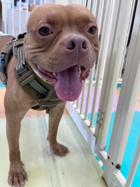 BOSSちゃん🐶
本日は午前中いろんな子達と走り回ったり、ニコペットのスタンダードプードルと遊んだりして過ごしていました🤭

午後からはゆっくりまったり過ごして珍しくスタッフの膝の上にも乗って来てくれて可愛いすぎました😍

🐾🐶愛犬のお悩みご相談ください🐶🐾
@kenkohmura_official
 ↑フォロー待ってます↑

〒955-0091 新潟県三条市上須頃大割４２８−１
☎︎ 0256-35-2571
✉️ info@kenkohmura.jp
HP: https://kenkohmura.jp
LINE: https://lin.ee/7LIz5sb

#犬幸村#犬の幼稚園 #吠える、噛む #犬のしつけ #トイレ
ミックスミックス犬ミックス犬可愛いミックス犬大好きミックス犬倶楽部