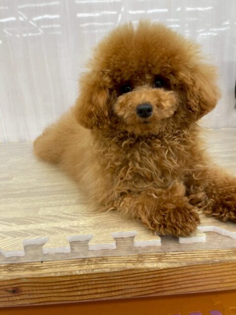ププちゃん🐶
寅丸ちゃんに構ってアピールしたり、ニコペットにいる子達と楽しそうに遊んでいました🎶
お散歩トレーニングではルンルンで歩いていました😊
🐾🐶愛犬のお悩みご相談ください🐶🐾
@kenkohmura_official
 ↑フォロー待ってます↑

〒955-0091 新潟県三条市上須頃大割４２８−１
☎︎ 0256-35-2571
✉️ info@kenkohmura.jp
HP: https://kenkohmura.jp
LINE: https://lin.ee/7LIz5sb

#犬幸村#犬の幼稚園 #吠える噛む #犬のしつけ #トイレ
 トイプードル トイプードル可愛い トイプードルだいすき