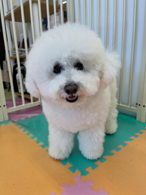 ピピちゃん🐶
小乃輔ちゃんに気にいられていたり、午後からはスタッフの近くでまったり過ごしていました😊
お散歩トレーニングでは上手に歩いていました👏
🐾🐶愛犬のお悩みご相談ください🐶🐾
@kenkohmura_official
 ↑フォロー待ってます↑

〒955-0091 新潟県三条市上須頃大割４２８−１
☎︎ 0256-35-2571
✉️ info@kenkohmura.jp
HP: https://kenkohmura.jp
LINE: https://lin.ee/7LIz5sb

#犬幸村#犬の幼稚園 #吠える噛む #犬のしつけ #トイレ
 ビションフリーゼ ビションフリーゼ可愛い ビションフリーゼ大好き