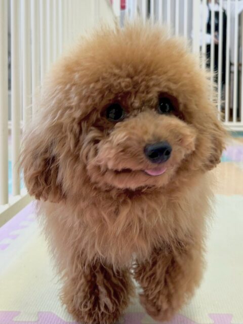 ププちゃん🐶
本日も大好きなモカちゃんや今まで遊んだことがない子達、BOSSちゃん達と走り回ったり、ワンプロを仕掛けあったり、お腹を出し合ったりして遊んでいました🤭

🐾🐶愛犬のお悩みご相談ください🐶🐾
@kenkohmura_official
 ↑フォロー待ってます↑

〒955-0091 新潟県三条市上須頃大割４２８−１
☎︎ 0256-35-2571
✉️ info@kenkohmura.jp
HP: https://kenkohmura.jp
LINE: https://lin.ee/7LIz5sb

#犬幸村#犬の幼稚園 #吠える、噛む #犬のしつけ #トイレ
トイプートイプー可愛いトイプー大好きトイプー倶楽部