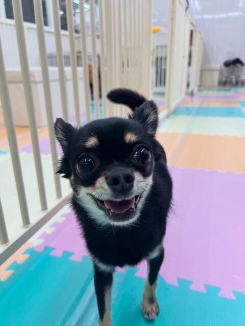 ひなたちゃん🐶
大好きなベンに構ってーとアピールしたりしていました😄
お散歩トレーニングではアイコンタクトとって歩いたり、お客さんに触ってもらったりしていました🙌
🐾🐶愛犬のお悩みご相談ください🐶🐾
@kenkohmura_official
 ↑フォロー待ってます↑

〒955-0091 新潟県三条市上須頃大割４２８−１
☎︎ 0256-35-2571
✉️ info@kenkohmura.jp
HP: https://kenkohmura.jp
LINE: https://lin.ee/7LIz5sb

#犬幸村#犬の幼稚園 #吠える噛む #犬のしつけ #トイレ
 チワワ チワワ可愛い チワワ大好き