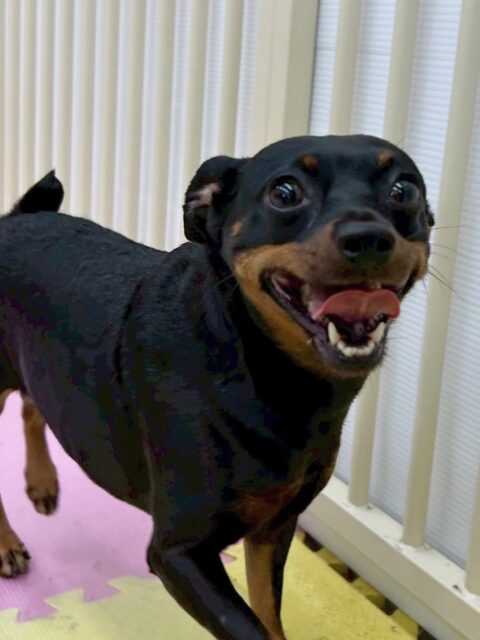 クールちゃん&カノアちゃん🐶
歯磨きトレーニング開始してから健康な歯を保てていますね🦷✨この調子で続けていきましょう🪥
今日はクールちゃんはやん丸に挨拶したり、園内を探検したりしていました😊
レーキングではとてもお利口さんにさせてくれました👏
カノアちゃんはマルちゃんに遊びに誘われたり、やん丸に追いかけられたりしていました😆

🐾🐶愛犬のお悩みご相談ください🐶🐾
@kenkohmura_official
 ↑フォロー待ってます↑

〒955-0091 新潟県三条市上須頃大割４２８−１
☎︎ 0256-35-2571
✉️ info@kenkohmura.jp
HP: https://kenkohmura.jp
LINE: https://lin.ee/7LIz5sb

#犬幸村#犬の幼稚園 #吠える、噛む #犬のしつけ #トイレ
ミニチュアピンシャー　ミニピン　ミックス犬　mix犬