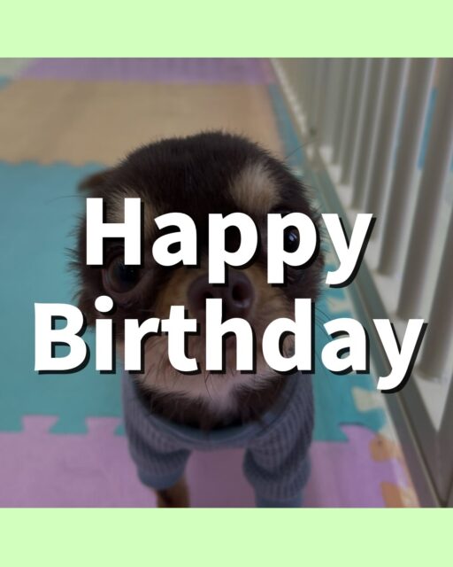 すずちゃん🐶
お誕生日おめでとうございます🎂👏🏻
スタッフにあまえたり、ププちゃんに遊びに誘われていたりしていました☺️
🐾🐶愛犬のお悩みご相談ください🐶🐾
@kenkohmura_official
 ↑フォロー待ってます↑

〒955-0091 新潟県三条市上須頃大割４２８−１
☎︎ 0256-35-2571
✉️ info@kenkohmura.jp
HP: https://kenkohmura.jp
LINE: https://lin.ee/7LIz5sb

#犬幸村#犬の幼稚園 #吠える噛む #犬のしつけ #トイレ
 チワワ チワワ可愛い チワワ大好き