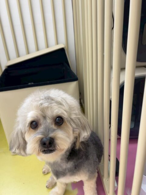 オレオちゃん🐶
本日歯磨きトレーニングを開始して1年7ヶ月が経ちました
歯の状態は少し犬歯に汚れがつきましたが後はきちんとキープできているのでこのまま犬歯を意識して頑張りましょう✊

園内では、大好きなベンとワンプロをしたり、ぽん太に匂いをかがれたり、遊びに誘われてたりしました🤭

🐾🐶愛犬のお悩みご相談ください🐶🐾
@kenkohmura_official
 ↑フォロー待ってます↑

〒955-0091 新潟県三条市上須頃大割４２８−１
☎︎ 0256-35-2571
✉️ info@kenkohmura.jp
HP: https://kenkohmura.jp
LINE: https://lin.ee/7LIz5sb

#犬幸村#犬の幼稚園 #吠える、噛む #犬のしつけ #トイレ
ミックスミックス犬ミックス犬可愛いミックス犬倶楽部