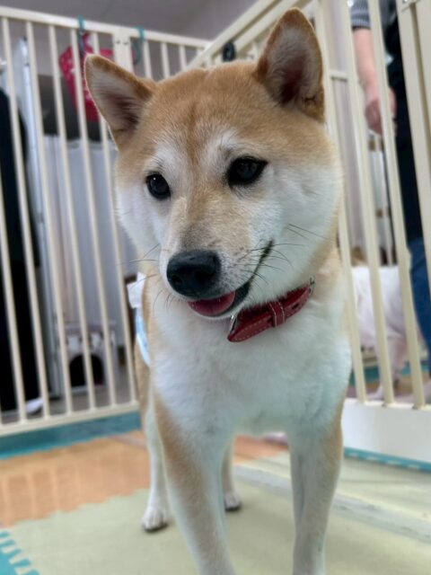 寅丸ちゃん🐶
本日は朝からコタローちゃんと激しいお話し合いやヒップアタックをしあったりして、ワンプロを楽しんだりしていました🤭

レーキングもだいぶ毛が抜けない様になって来ました‼️もう少し頑張っていきましょう✊

🐾🐶愛犬のお悩みご相談ください🐶🐾
@kenkohmura_official
 ↑フォロー待ってます↑

〒955-0091 新潟県三条市上須頃大割４２８−１
☎︎ 0256-35-2571
✉️ info@kenkohmura.jp
HP: https://kenkohmura.jp
LINE: https://lin.ee/7LIz5sb

#犬幸村#犬の幼稚園 #吠える、噛む #犬のしつけ #トイレ
柴犬柴犬可愛い柴犬大好き柴犬可愛いすぎる