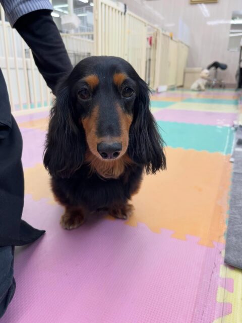 クッキーちゃん🐶
スタッフにお腹出してあまえたり、のんびり過ごしていました😄
お散歩トレーニング頑張って歩いていました👏
🐾🐶愛犬のお悩みご相談ください🐶🐾
@kenkohmura_official
 ↑フォロー待ってます↑

〒955-0091 新潟県三条市上須頃大割４２８−１
☎︎ 0256-35-2571
✉️ info@kenkohmura.jp
HP: https://kenkohmura.jp
LINE: https://lin.ee/7LIz5sb

#犬幸村#犬の幼稚園 #吠える噛む #犬のしつけ #トイレ
 ミニチュアダックスフンド ミニチュアダックスフンド可愛い ミニチュアダックスフンドだいすき
