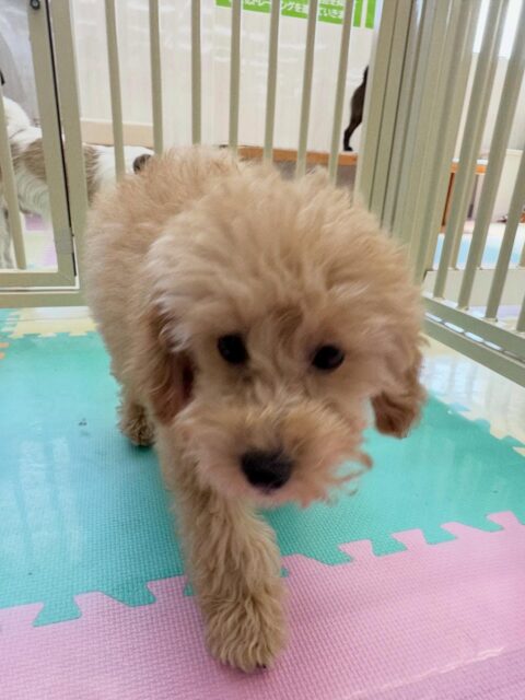 本日幼稚園体験に2頭来てくれました🐶
1頭目の子は最初は緊張していましたがだんだん慣れて来たのか遊んだり、走り回ったりできていました👍

2頭目の子は自分から匂いを嗅ぎにいけたり、挨拶をされたら返したりできていたので非常によかったです👏
次はみんなで遊んだりできる様に頑張りましょう✊

🐾🐶愛犬のお悩みご相談ください🐶🐾
@kenkohmura_official
 ↑フォロー待ってます↑

〒955-0091 新潟県三条市上須頃大割４２８−１
☎︎ 0256-35-2571
✉️ info@kenkohmura.jp
HP: https://kenkohmura.jp
LINE: https://lin.ee/7LIz5sb

#犬幸村#犬の幼稚園 #吠える、噛む #犬のしつけ #トイレ
トイプートイプー可愛いポメラニアンポメラニアン可愛いすぎる