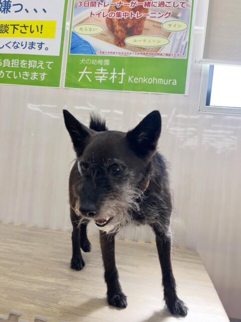 小乃輔ちゃん🐶
ピピちゃんが気に入ったみたいで追いかけたり、スタッフにヒップアタックしてあまえていました☺️
🐾🐶愛犬のお悩みご相談ください🐶🐾
@kenkohmura_official
 ↑フォロー待ってます↑

〒955-0091 新潟県三条市上須頃大割４２８−１
☎︎ 0256-35-2571
✉️ info@kenkohmura.jp
HP: https://kenkohmura.jp
LINE: https://lin.ee/7LIz5sb

#犬幸村#犬の幼稚園 #吠える噛む #犬のしつけ #トイレ
 ミックス犬 ミックス犬可愛い ミックス犬大好き