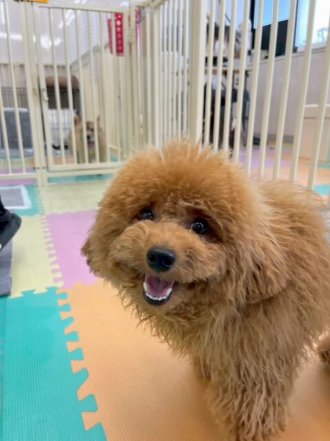ププちゃん🐶
本日はちょこたんちゃんやきりまるちゃん、ぽん太達と走り回ったり、１日中ワンプロを仕掛けあったりして楽しんでいました🤭

🐾🐶愛犬のお悩みご相談ください🐶🐾
@kenkohmura_official
 ↑フォロー待ってます↑

〒955-0091 新潟県三条市上須頃大割４２８−１
☎︎ 0256-35-2571
✉️ info@kenkohmura.jp
HP: https://kenkohmura.jp
LINE: https://lin.ee/7LIz5sb

#犬幸村#犬の幼稚園 #吠える、噛む #犬のしつけ #トイレ
トイプートイプー可愛いトイプー大好きトイプー倶楽部