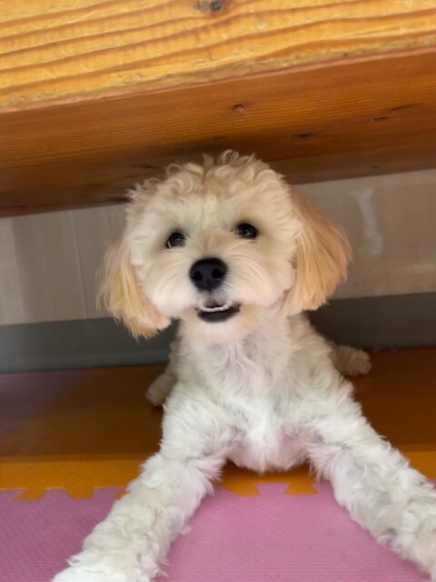 ふうちゃん🐶
くうちゃんやニコペットにいるスタンダードプードルちゃんと楽しそうに遊んでいました✨
お散歩トレーニングでは上手に歩いていました👏
🐾🐶愛犬のお悩みご相談ください🐶🐾
@kenkohmura_official
 ↑フォロー待ってます↑

〒955-0091 新潟県三条市上須頃大割４２８−１
☎︎ 0256-35-2571
✉️ info@kenkohmura.jp
HP: https://kenkohmura.jp
LINE: https://lin.ee/7LIz5sb

#犬幸村#犬の幼稚園 #吠える噛む #犬のしつけ #トイレ
 ミックス犬 ミックス犬可愛い ミック犬大好き