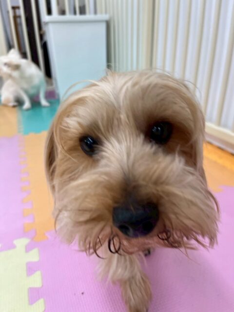 ロンちゃん🐶
本日は来園してすぐにみんなのところに挨拶に行って、いろんな場所の匂いを嗅いだりしていました🤭
園内では、コロンちゃんやププちゃん、らぶちゃん達と走り回ったり、ワンプロを楽しんでいました👍

🐾🐶愛犬のお悩みご相談ください🐶🐾
@kenkohmura_official
 ↑フォロー待ってます↑

〒955-0091 新潟県三条市上須頃大割４２８−１
☎︎ 0256-35-2571
✉️ info@kenkohmura.jp
HP: https://kenkohmura.jp
LINE: https://lin.ee/7LIz5sb

#犬幸村#犬の幼稚園 #吠える、噛む #犬のしつけ #トイレ
ヨーキーヨーキー可愛いヨーキー大好きヨーキー倶楽部