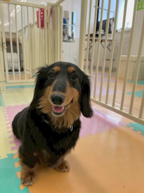 クッキーちゃん🐶
本日はニコペットのちびっ子達にしつこく遊びに誘われてしつこいよ‼️とブチギレていました🤣

午後からはいろんな子達の匂いを嗅いだり、挨拶をしたりして過ごしていました👍

🐾🐶愛犬のお悩みご相談ください🐶🐾
@kenkohmura_official
 ↑フォロー待ってます↑

〒955-0091 新潟県三条市上須頃大割４２８−１
☎︎ 0256-35-2571
✉️ info@kenkohmura.jp
HP: https://kenkohmura.jp
LINE: https://lin.ee/7LIz5sb

#犬幸村#犬の幼稚園 #吠える、噛む #犬のしつけ #トイレ
ダックスダックス可愛いダックス大好きダックス倶楽部