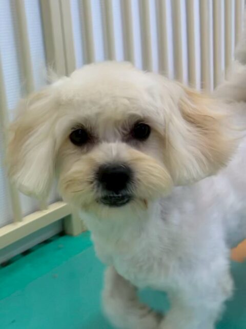 もねちゃん🐶
本日はきりまるちゃんやカノアちゃん、マルちゃん達と激しくワンプロを仕掛けあったり、走り回ったりして非常にヤンチャに遊び回っていました🤭

🐾🐶愛犬のお悩みご相談ください🐶🐾
@kenkohmura_official
 ↑フォロー待ってます↑

〒955-0091 新潟県三条市上須頃大割４２８−１
☎︎ 0256-35-2571
✉️ info@kenkohmura.jp
HP: https://kenkohmura.jp
LINE: https://lin.ee/7LIz5sb

#犬幸村#犬の幼稚園 #吠える、噛む #犬のしつけ #トイレ
ミックスミックス犬ミックス犬可愛いミックス犬大好き