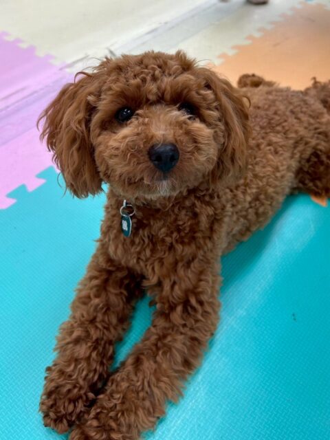 モカちゃん🐶
本日はきりまるちゃんやププちゃん達のヤンチャ組と激しいワンプロをしあったり、ビビちゃんやゴロー丸ちゃん達とまったり過ごしたりしてみんなとコミュニケーションをとっていました👍

🐾🐶愛犬のお悩みご相談ください🐶🐾
@kenkohmura_official
 ↑フォロー待ってます↑

〒955-0091 新潟県三条市上須頃大割４２８−１
☎︎ 0256-35-2571
✉️ info@kenkohmura.jp
HP: https://kenkohmura.jp
LINE: https://lin.ee/7LIz5sb

#犬幸村#犬の幼稚園 #吠える、噛む #犬のしつけ #トイレ
トイプートイプー可愛いトイプー可愛いすぎるトイプー大好き