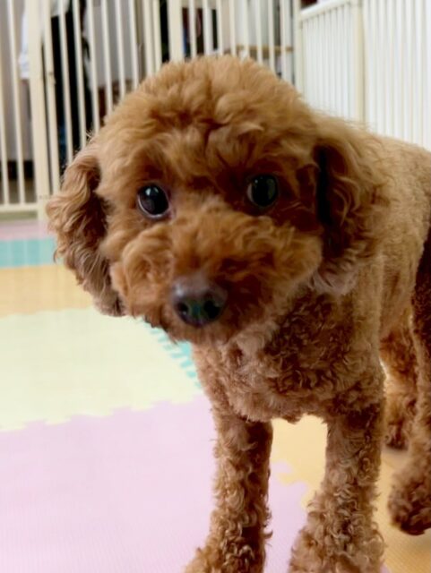 もこちゃん🐶
お客さんにあまえたり、小さい子達を叱ってくれていたりしていました☺️
🐾🐶愛犬のお悩みご相談ください🐶🐾
@kenkohmura_official
 ↑フォロー待ってます↑

〒955-0091 新潟県三条市上須頃大割４２８−１
☎︎ 0256-35-2571
✉️ info@kenkohmura.jp
HP: https://kenkohmura.jp
LINE: https://lin.ee/7LIz5sb

#犬幸村#犬の幼稚園 #吠える噛む #犬のしつけ #トイレ
 トイプードル トイプードル可愛い トイプードル大好き