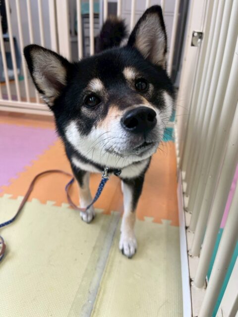 つむぎちゃん🐶
今日は北斗ちゃんにたくさん話しかけていました😊
以前はスタッフの手からおやつを食べなかったつむぎちゃんですが今日は手からおやつを食べてくれました✨
この調子で少しずつ慣らしていきましょう👏

🐾🐶愛犬のお悩みご相談ください🐶🐾
@kenkohmura_official
 ↑フォロー待ってます↑

〒955-0091 新潟県三条市上須頃大割４２８−１
☎︎ 0256-35-2571
✉️ info@kenkohmura.jp
HP: https://kenkohmura.jp
LINE: https://lin.ee/7LIz5sb

#犬幸村#犬の幼稚園 #吠える、噛む #犬のしつけ #トイレ
柴犬　柴　しば