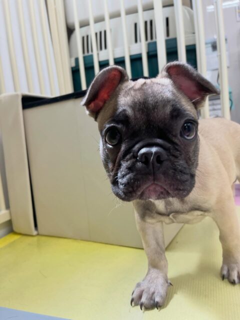 初来園のまるちゃん🐶
くうちゃんと気があったみたいで走り回ったりワンプロしたりとても楽しそうでした🎶
🐾🐶愛犬のお悩みご相談ください🐶🐾
@kenkohmura_official
 ↑フォロー待ってます↑

〒955-0091 新潟県三条市上須頃大割４２８−１
☎︎ 0256-35-2571
✉️ info@kenkohmura.jp
HP: https://kenkohmura.jp
LINE: https://lin.ee/7LIz5sb

#犬幸村#犬の幼稚園 #吠える噛む #犬のしつけ #トイレ
 フレンチブルドッグ フレンチブルドッグ可愛い フレンチブルドッグ大好き