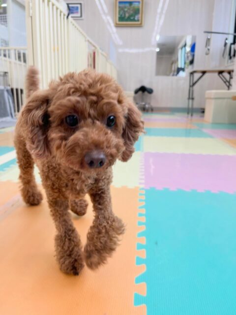 もこちゃん🐶
ニコペットにいるミックスちゃんや北斗ちゃんの臭い嗅いだり、小さい子達が遊んでいるとおしゃべりしていました😊
🐾🐶愛犬のお悩みご相談ください🐶🐾
@kenkohmura_official
 ↑フォロー待ってます↑

〒955-0091 新潟県三条市上須頃大割４２８−１
☎︎ 0256-35-2571
✉️ info@kenkohmura.jp
HP: https://kenkohmura.jp
LINE: https://lin.ee/7LIz5sb

#犬幸村#犬の幼稚園 #吠える噛む #犬のしつけ #トイレ
 トイプードル トイプードルだいすき トイプードル可愛い