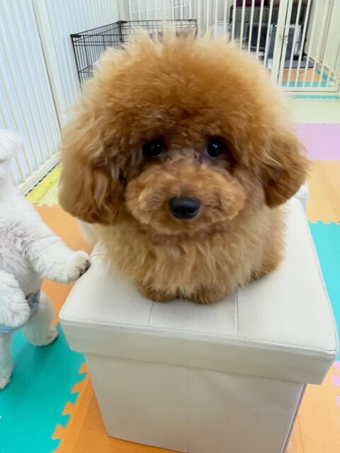 ププちゃん🐶
今日はお店の子犬ちゃん達とプロレスごっこをしたり、ポコちゃんと追いかけっこをして遊んでいました😊
お散歩ではルンルンで楽しそうにしていました✨

🐾🐶愛犬のお悩みご相談ください🐶🐾
@kenkohmura_official
 ↑フォロー待ってます↑

〒955-0091 新潟県三条市上須頃大割４２８−１
☎︎ 0256-35-2571
✉️ info@kenkohmura.jp
HP: https://kenkohmura.jp
LINE: https://lin.ee/7LIz5sb

#犬幸村#犬の幼稚園 #吠える、噛む #犬のしつけ #トイレ
トイプードル　トイプー　といぷー