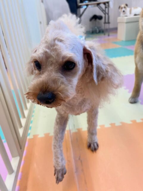ルイちゃん&イブちゃん🐶
ルイちゃんはチャリーちゃんにちょっかいかけられたり、スタッフと手遊びしていました😊
イブちゃんはボランティアの方に甘えたり、午後からのんびり過ごしていました☺️
2頭とも歯磨きトレーニング開始して1年9ヶ月経過しました🦷🪥✨
これからも頑張りましょう!!
🐾🐶愛犬のお悩みご相談ください🐶🐾
@kenkohmura_official
↑フォロー待ってます↑
〒955-0091 新潟県三条市上須頃大割428−1
☎︎ 0256-35-2571
✉️ info@kenkohmura.jp
HP: https://kenkohmura.jp
LINE: https://lin.ee/7LIz5sb
#犬幸村#犬の幼稚園 #吠える噛む #犬のしつけ #トイレ
トイプードル トイプードル大好き トイプードル可愛い