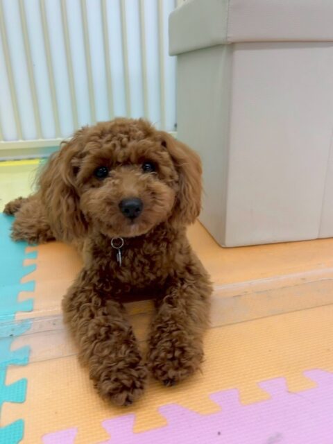 モカちゃん🐶
本日は朝からププちゃんやニコペットのチワワちゃん達と走り回ったり、ワンプロを仕掛けあったりして非常に楽しそうな1日を過ごしていました🤭

🐾🐶愛犬のお悩みご相談ください🐶🐾
@kenkohmura_official
 ↑フォロー待ってます↑

〒955-0091 新潟県三条市上須頃大割４２８−１
☎︎ 0256-35-2571
✉️ info@kenkohmura.jp
HP: https://kenkohmura.jp
LINE: https://lin.ee/7LIz5sb

#犬幸村#犬の幼稚園 #吠える、噛む #犬のしつけ #トイレ
トイプートイプー可愛いトイプー大好きトイプー倶楽部