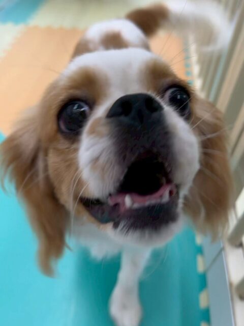 らぶちゃん🐶
本日はロンちゃんやププちゃん、コロンちゃん達と走り回ったり、みんなでお話をしあったりして過ごしていました🤭

他にもスタッフと走り回ったり、手遊びを楽しんでくれた様で可愛かったです😍

🐾🐶愛犬のお悩みご相談ください🐶🐾
@kenkohmura_official
 ↑フォロー待ってます↑

〒955-0091 新潟県三条市上須頃大割４２８−１
☎︎ 0256-35-2571
✉️ info@kenkohmura.jp
HP: https://kenkohmura.jp
LINE: https://lin.ee/7LIz5sb

#犬幸村#犬の幼稚園 #吠える、噛む #犬のしつけ #トイレ
ミックスミックス犬ミックス犬可愛いミックス犬大好きミックス犬倶楽部