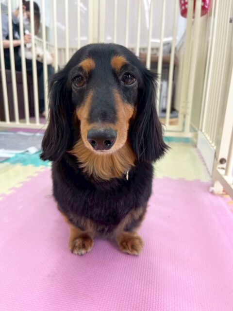 クッキーちゃん🐶
今日はポコちゃんやこむぎちゃんの匂いを嗅いで挨拶したり園内を探検したりしていました😊
お風呂では温かくて気持ちよかったのか眠そうにしていました😆

🐾🐶愛犬のお悩みご相談ください🐶🐾
@kenkohmura_official
 ↑フォロー待ってます↑

〒955-0091 新潟県三条市上須頃大割４２８−１
☎︎ 0256-35-2571
✉️ info@kenkohmura.jp
HP: https://kenkohmura.jp
LINE: https://lin.ee/7LIz5sb

#犬幸村#犬の幼稚園 #吠える、噛む #犬のしつけ #トイレ
ミニチュアダックスフンド　ダックスフンド　ダックス