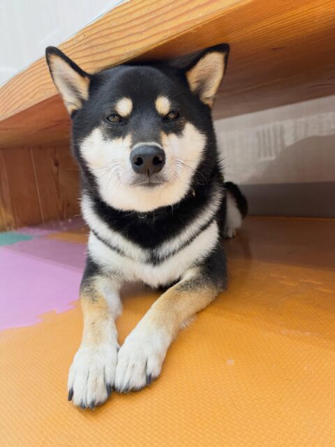 北斗ちゃん🐶
つむぎちゃんと激しくおしゃべりしあっていました😆
レーキングでは本日も沢山毛が抜けてスッキリしました✨
🐾🐶愛犬のお悩みご相談ください🐶🐾
@kenkohmura_official
 ↑フォロー待ってます↑

〒955-0091 新潟県三条市上須頃大割４２８−１
☎︎ 0256-35-2571
✉️ info@kenkohmura.jp
HP: https://kenkohmura.jp
LINE: https://lin.ee/7LIz5sb

#犬幸村#犬の幼稚園 #吠える噛む #犬のしつけ #トイレ
 黒柴 黒柴大好き 黒柴可愛い