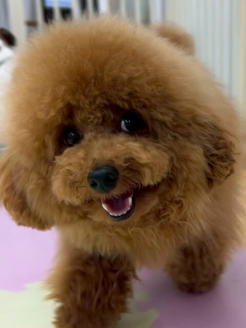 ププちゃん🐶
本日はニコペットのちびっ子軍団と走り回ったり、ワンプロを仕掛けあったりして楽しんでいました🤭
本日も写真の表情が可愛いすぎるププちゃんでした😍
🐾🐶愛犬のお悩みご相談ください🐶🐾
@kenkohmura_official
↑フォロー待ってます↑
〒955-0091 新潟県三条市上須頃大割428−1
☎︎ 0256-35-2571
✉️ info@kenkohmura.jp
HP: https://kenkohmura.jp
LINE: https://lin.ee/7LIz5sb
#犬幸村#犬の幼稚園 #吠える、噛む #犬のしつけ #トイレ
トイプートイプー可愛いトイプー大好きトイプー倶楽部トイプー可愛いすぎる